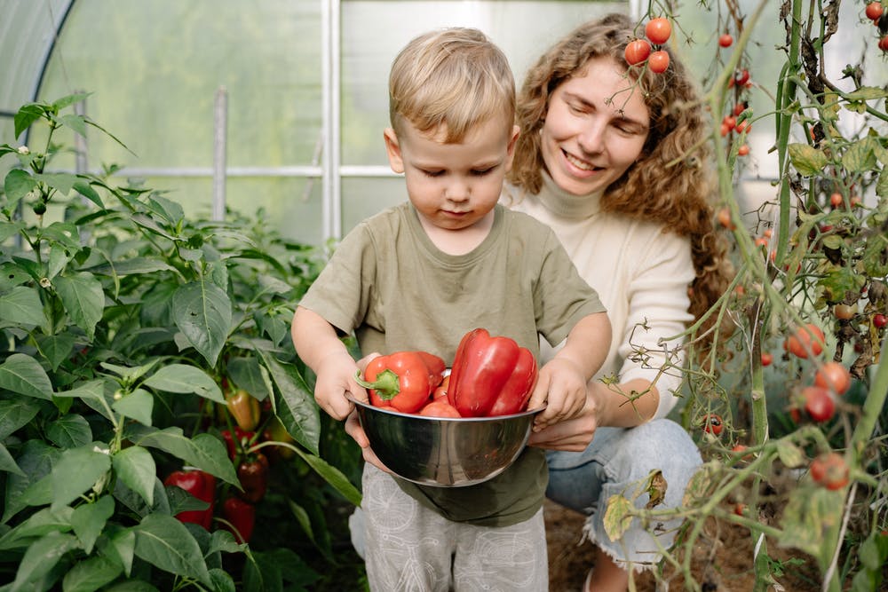 Adult smiling, child carrying red peppers in a bowl, garden in the background