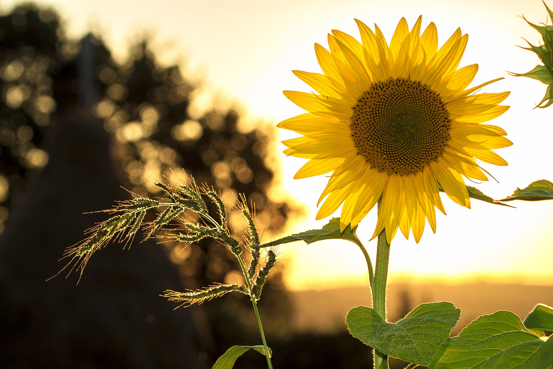 A yellow sunflower as the main focus, a sunset in the background.